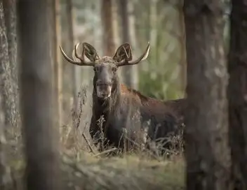 Le retour de l'élan, ce géant des forêts - Episode 01 – affiche