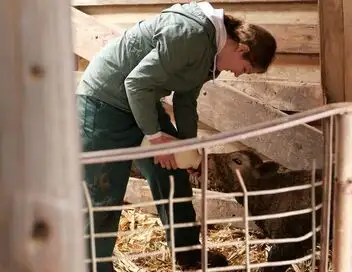 Les Vétérinaires du Midwest - Saison 3 - Travail au poil – affiche