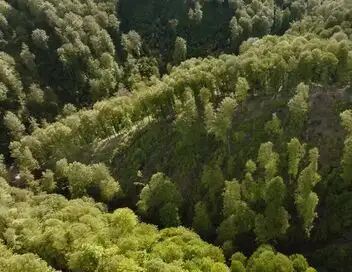 Ikea, le seigneur des forêts – affiche