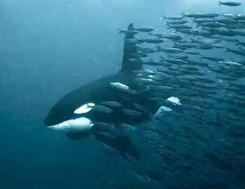 Objectif Wild - Face à face avec les orques – affiche