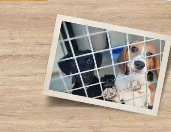 Chiens et chats sans collier - Saison 1 - Mission sauvetage – affiche