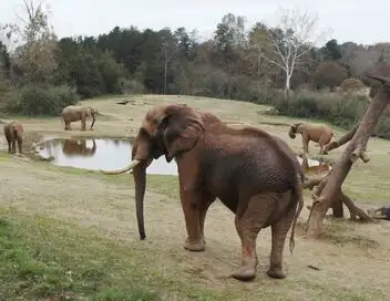 Une saison au zoo - Saison 10 – affiche