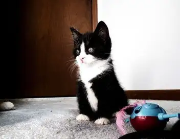 Too Cute - Saison 2 - Bleus russes, chats bicolores et ocicats – affiche