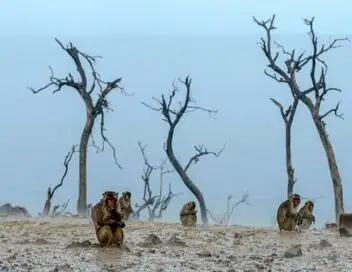 Les réseaux sociaux des animaux - Ensemble, plus forts – affiche