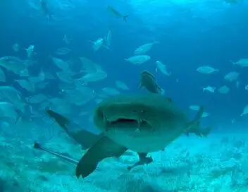 Mega requin-marteau – affiche