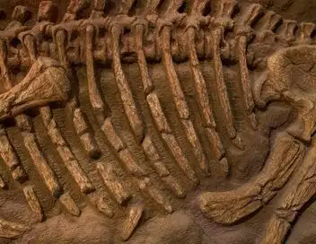 Le business des fossiles de dinosaures - Episode 03 – affiche