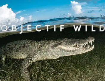 Objectif Wild - Face à face avec les crocodiles – affiche