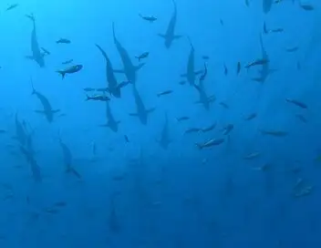 Ascension Island : l'île aux requins – affiche