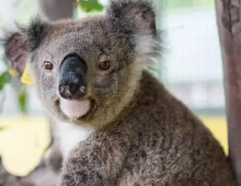 Australie : urgences faune sauvage - Saison 3 - Un été mouvementé – affiche