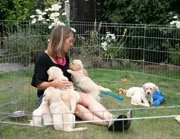 A l'école des chiens guides - Saison 1 – affiche