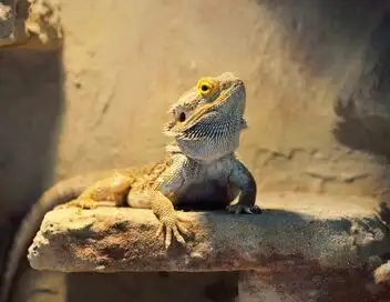 Critter Fixers : Vétos de choc - Saison 4 - Des pattes à la tête – affiche