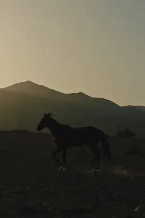 Pourquoi As-Tu Laissé le Cheval à sa Solitude? – affiche